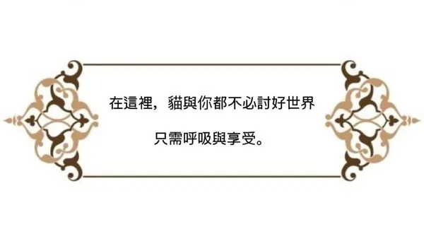 在這裡，貓與你都不必討好世界，只需呼吸與享受
