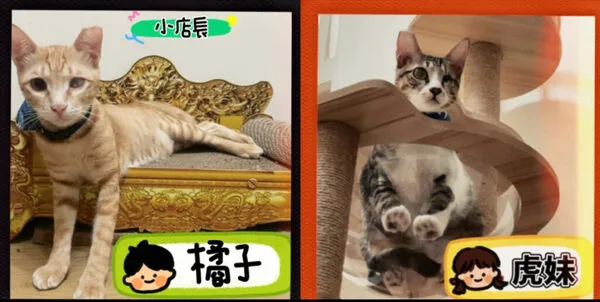 棒棒貓店貓：小店長橘子與虎妹