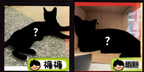 棒棒貓店貓：褲褲與蝦餅