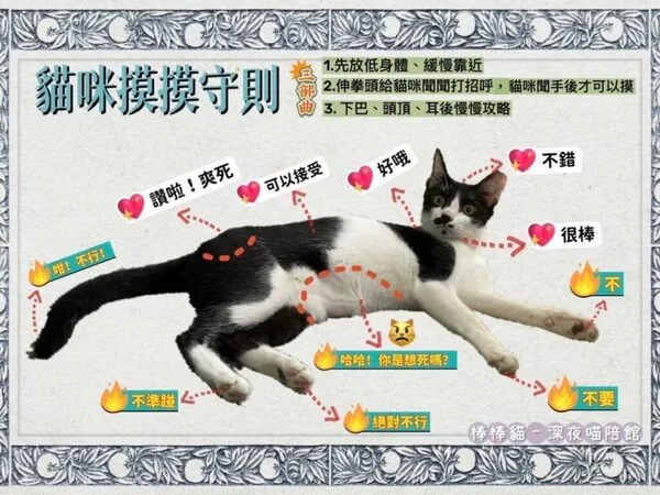 貓咪摸摸守則三部曲：先放低身體緩慢靠近，伸拳頭給貓咪聞打招呼後才可以摸，下巴頭頂耳後慢慢攻略；肚子尾巴後腳絕對不行