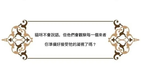 貓咪不會說話，但他們會觀察每一個來者，你準備好接受牠的凝視了嗎？